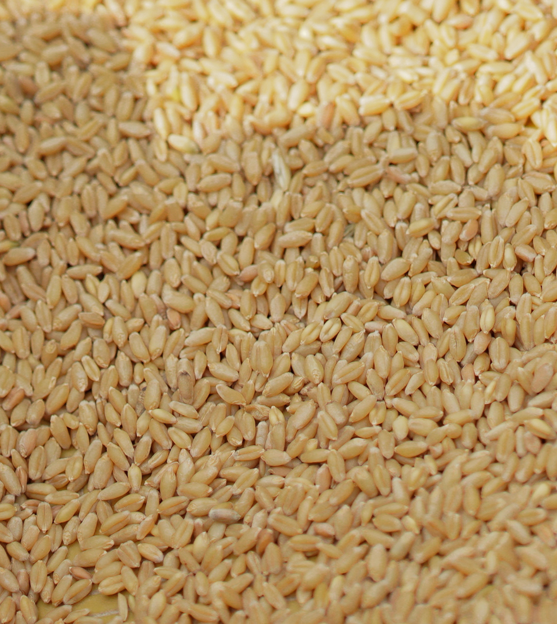 Khapli Wheat