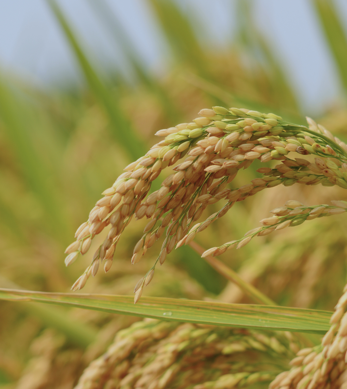 Gandhashala Rice Flour