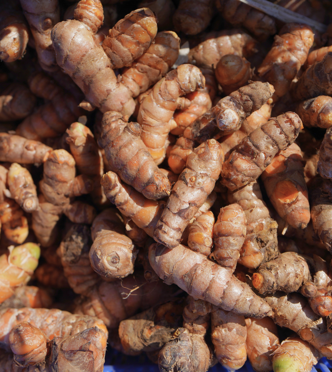 Selam Turmeric Powder